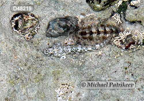 Frillfin Goby (Bathygobius soporator)